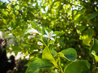 Fototapeta na wymiar White flower in the garden macro