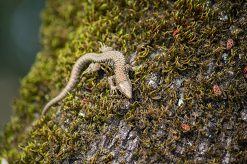  Lizard on a mossy trunk