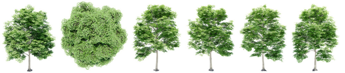 Set or collection of green elm trees isolated on white background. Concept or conceptual 3d illustration for nature, ecology and conservation, strength and endurance, force and life - obrazy, fototapety, plakaty