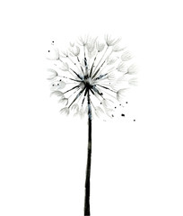 Monochrome dandelion. Flower detail for card, postcard, invitation, greeting, pattern. Watercolour botanical illustration isolated on white background.
