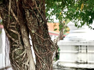 man in tree