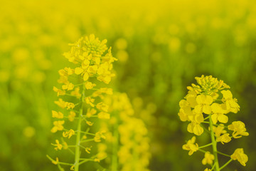 The flowers are blooming in spring, the rape flowers are in full bloom, and the little bee is picking pollen