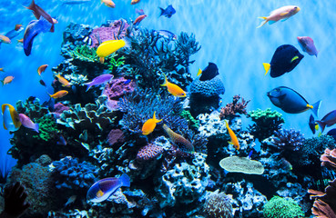 Fototapeta na wymiar Aquarium in the Monterey Aquarium