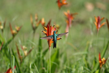 Kolibri   humming-bird  Flying