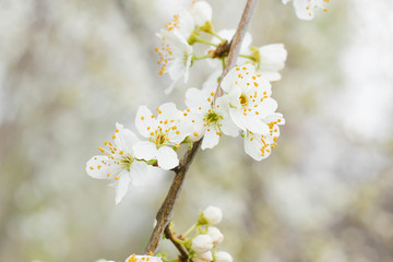Obraz premium White cherry flowers close-up in the spring garden. Selective focus. Spring bloom