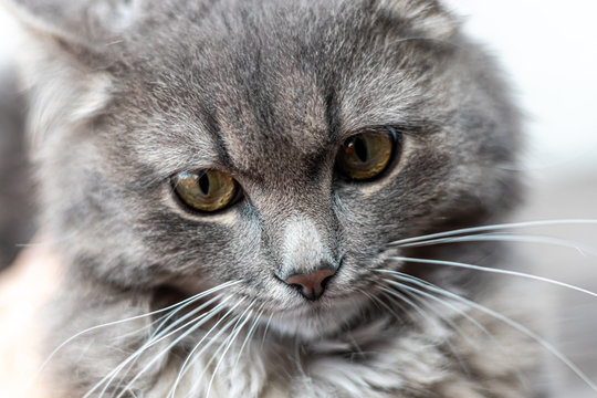 Gray fluffy domestic cat with huge yellow-green eyes. The concept of pets. Banner for the site.