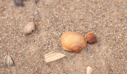 For the Love of Shells