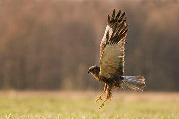 Western marsh harrier (Circus aeruginosus), male.