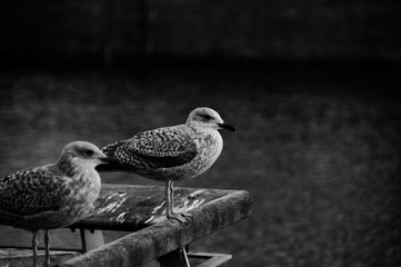 seagulls 