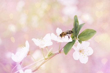 A white cherry or plum flower and a bee on it in the garden in spring. Sun glare on the background