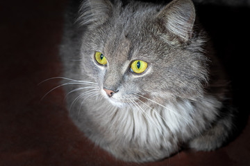 Gray fluffy domestic cat with huge yellow-green eyes. The concept of pets. Banner for the site.