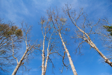 Dead trees in the winter in northern Thailand.