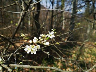 Knospen, Blüten, Frühlingsboten