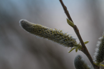 Knospe an einem Baum