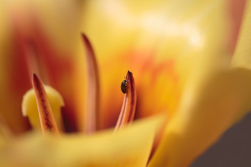Käfer in Tulpenblüte © Marcel