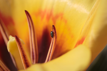 Käfer in Tulpenblüte © Marcel