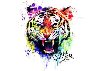 Sumatran Tiger Water Splash Color is a big cat from Indonesia