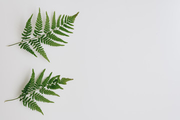 green fern leaves on a white background