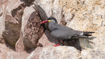 Inca tern (Larosterna inca)