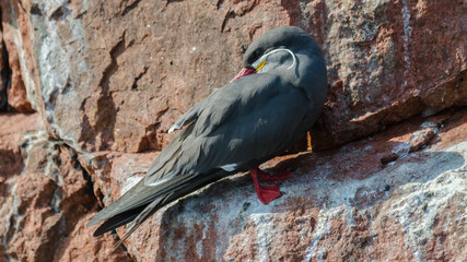 Inca tern (Larosterna inca)