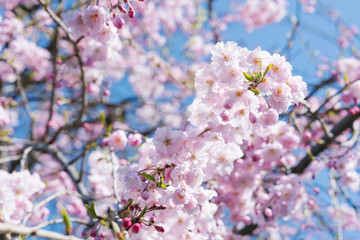 A blooming tree with delicate pink flowers. Soft focus. Background of spring flowers of decorative cherry trees. Selective focus. Blooming tree on the background of nature. Spring Background