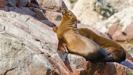 South American sea lion (Otaria flavescens)