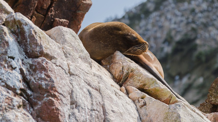 South American sea lion (Otaria flavescens)