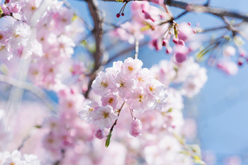 An elegant beautiful branch of decorative cherry trees with flowers against the blue sky. Selective focus. Blooming tree on the background of nature. Spring Background