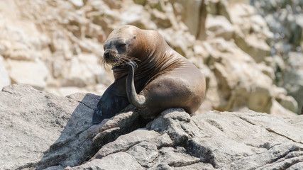 South American sea lion (Otaria flavescens)