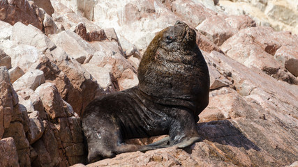 South American sea lion (Otaria flavescens)