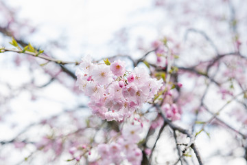 A flowering tree above a natural one. Spring flowers. Spring background. Selective focus