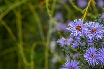 Symphyotrichum novi-belgii on a green background
