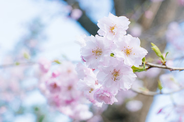 Cherry blossom branch in the Spring. Beautiful floral spring abstract background of nature.  For easter and spring greeting cards with copy space