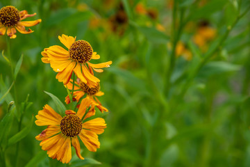 Gelenium garden flower on a green background