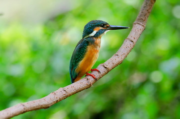 kingfisher on branch,Common kingfisher,Alcedo atthis