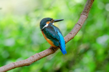 kingfisher on branch,Common kingfisher,Alcedo atthis