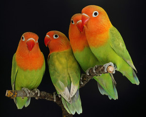 Agapornis fischeri Pfirsichköpfchen pastellgrün