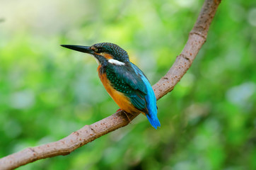 kingfisher on branch,Common kingfisher,Alcedo atthis