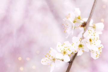 Background of spring blooming on a Sunny day. Beautiful nature scene with cherry tree in bloom and solar flares. Spring flowers in a beautiful garden. Copy space
