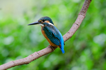 kingfisher on branch,Common kingfisher,Alcedo atthis