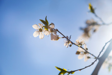 Blooming cherry in the spring.