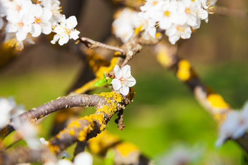 Blooming cherry in the spring.