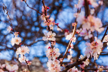 Blooming apricot in the spring.