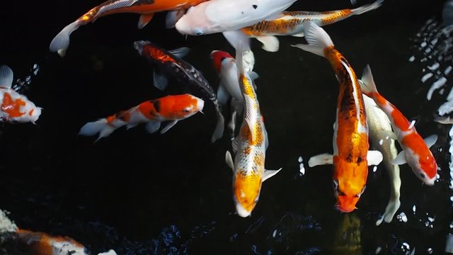 colourful carp fish swimming in a pond. Fancy koi fish background
