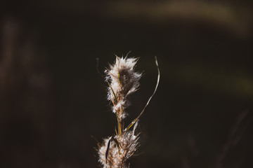 Obraz premium thistle in the fall