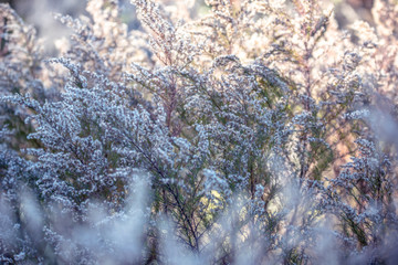 branches of a white tree