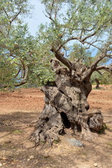 Alter knorriger Olivenbaum auf Mallorca