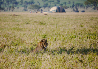 Male lion (Panthera leo) lying in the shallow shadows of a tree, in the background a hot-air balloon safari