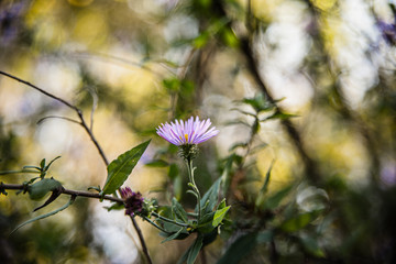 Pretty purple flower