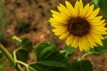 Obraz premium Beautiful blooming sunflower in foreground.